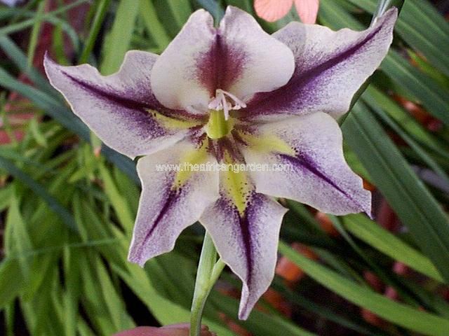 Gladiolus tristis x caryophyllaceus Gladiolus species Images