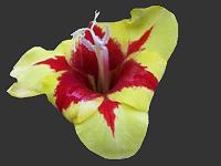 The African Garden Image Index for Gladiolus Hybrids Iridaceae