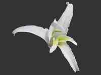 The African Garden Gladiolus species Image Index Iridaceae