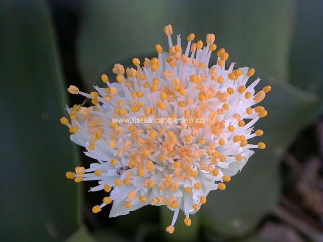 Haemanthus albiflos Haemanthus Images