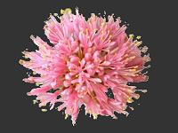Haemanthus Paintbrush or Powderpuff Image Index Amaryllidaceae