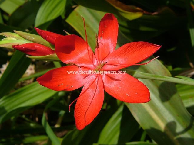 Hesperantha coccinea Hesperantha Schizostylis Images