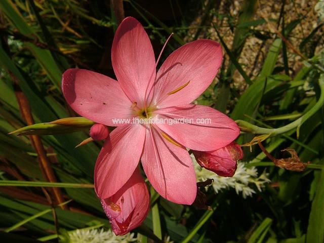 Hesperantha coccinea sunrise Hesperantha Schizostylis Images