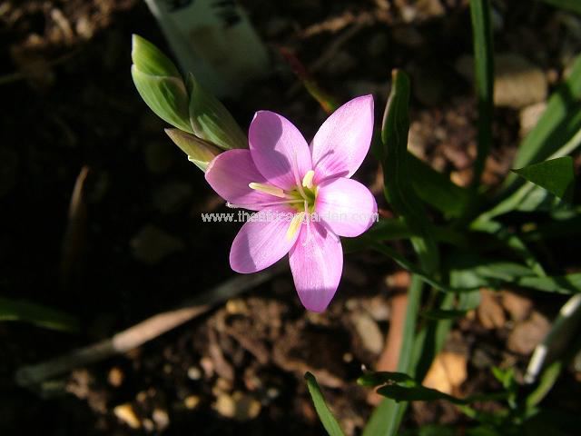 Hesperantha pauciflora Hesperantha Images