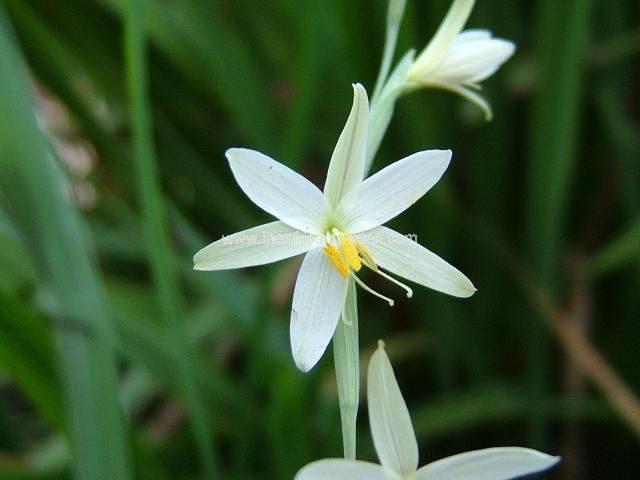 Hesperantha radiata Hesperantha Images