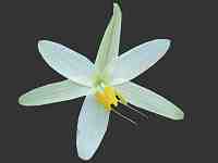 The African Garden Hesperantha species including Schizostylis Image Index Iridaceae