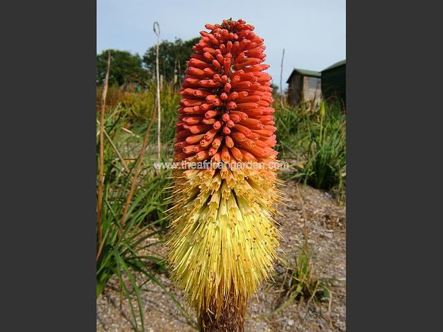 Kniphofia caulescens John Mays Form Red Hot Poker Images