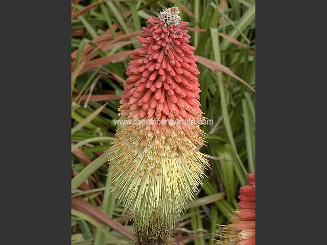 Kniphofia caulescens Oxford Blue Red Hot Poker Images