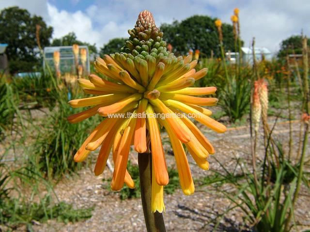 Kniphofia coddiana Red Hot Poker Images