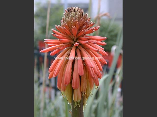 Kniphofia Dr E M Mills Red Hot Poker Images