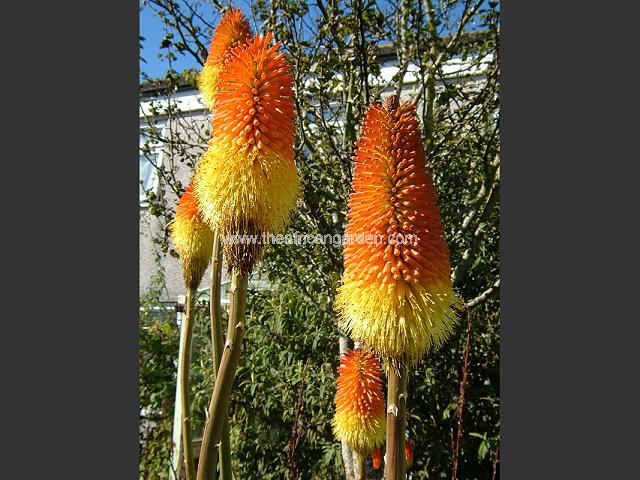 Kniphofia linearifolia Red Hot Poker Images