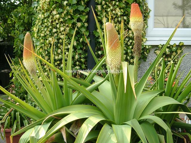 Kniphofia northiae Red Hot Poker Images
