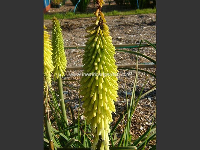 Kniphofia Percy's Pride Red Hot Poker Images