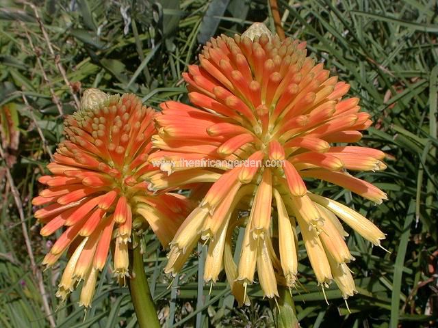 Kniphofia rooperi Red Hot Poker Images