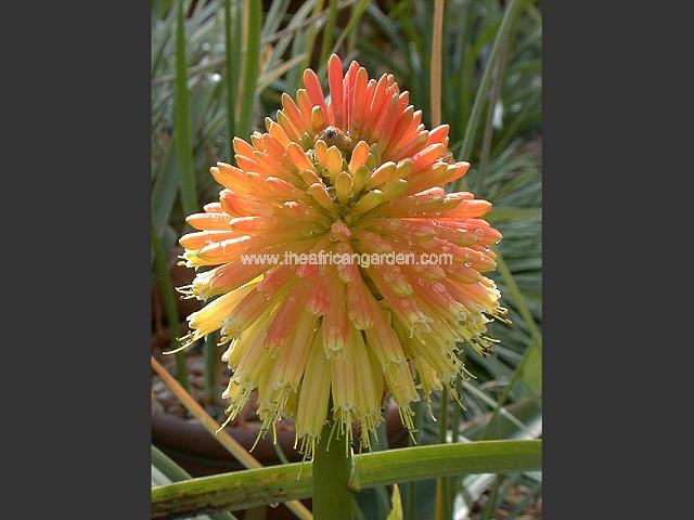 Kniphofia rooperi Torchlight Red Hot Poker Images