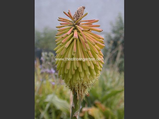 Kniphofia rufa Red Hot Poker Images