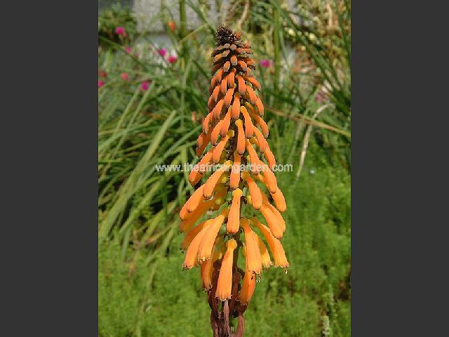 Kniphofia thomsonii var snowdenii Red Hot Poker Images