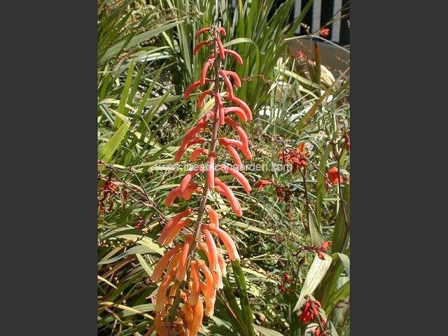 Kniphofia thomsonii var thomsonii - triploid Red Hot Poker Images