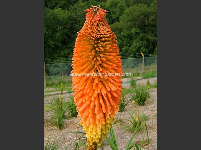 Kniphofia uvaria Nobilis Red Hot Poker Images