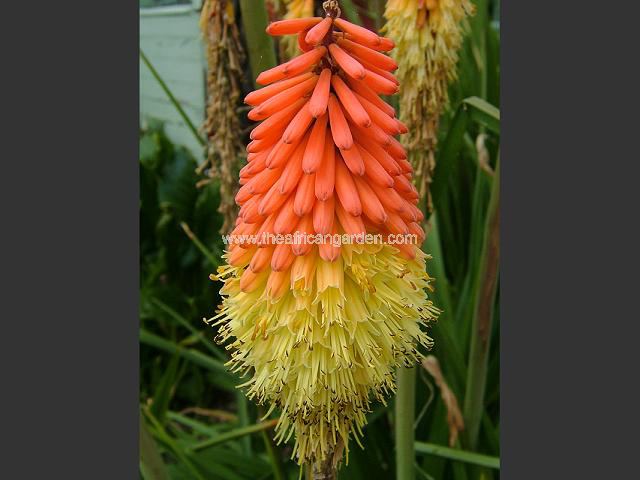 Kniphofia uvaria Red Hot Poker Images