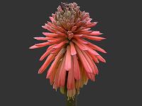 Kniphofia or Red Hot Poker Hybrid Image Index A - J Asphodelaceae