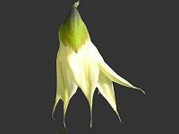 The African Garden Image Index for Melasphaerula Iridaceae