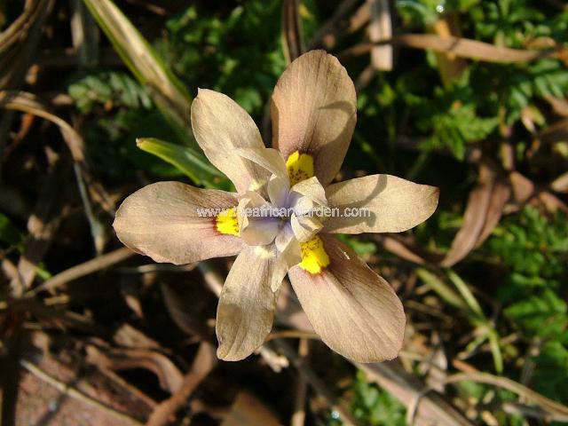 moraea papilionacea moraea Images