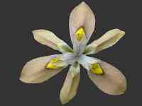 The African Garden Moraea Image Index Iridaceae