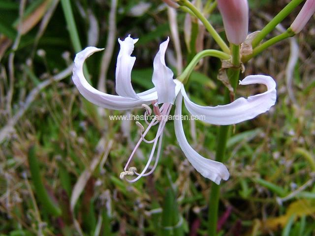 Nerine bowdenii Pink Triumph Nerine Images
