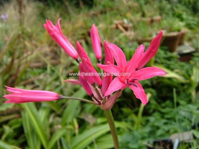 Nerine sarniensis Autumn Glory Nerine Images