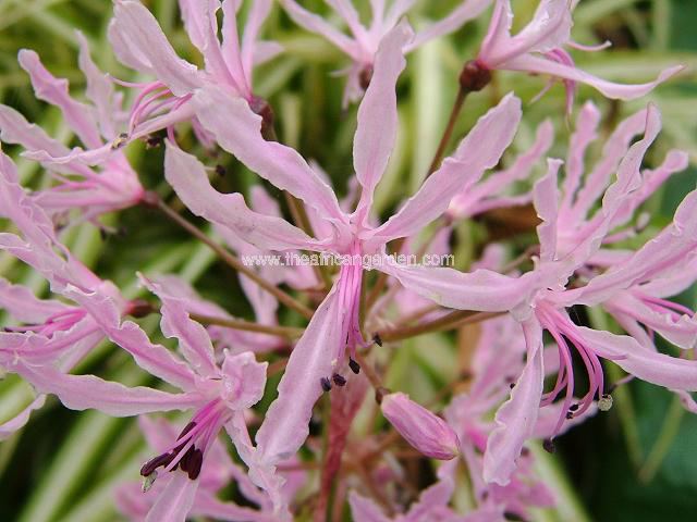 Nerine undulata Nerine Images