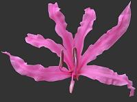 Nerine Guernsey Lily Image Index Amaryllidaceae