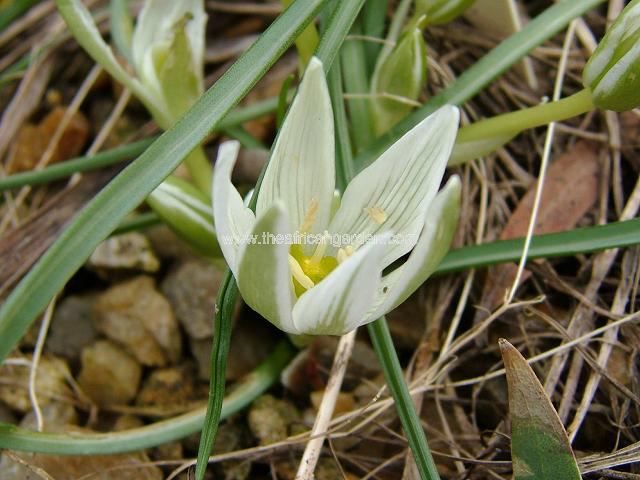 Ornithogalum sigmoidium Ornithogalum Images