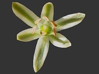 Ornithogalum Image Index Hyacinthaceae