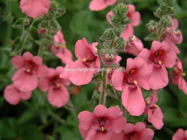 Diascia fetcaniensis Diascia or Twinspurs Perennial Images