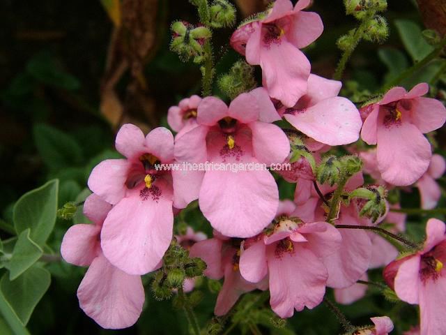 Diascia vigilis Birthday Girl Diascia or Twinspurs Perennial Images