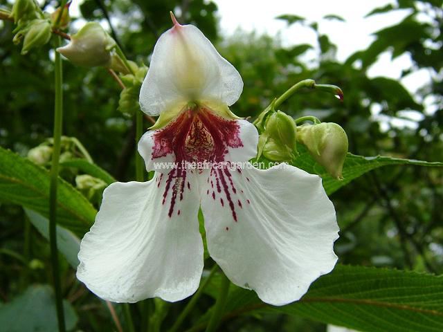 Impatiens tinctoria A Perennial Busy-lizzie Perennial Images