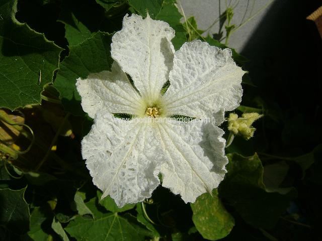 Lagenaria siceraria Calabash or Bottle Gourd Perennial Images