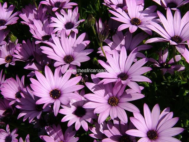 Osteospermum Cannington Roy Star of the Veldt Perennial Images