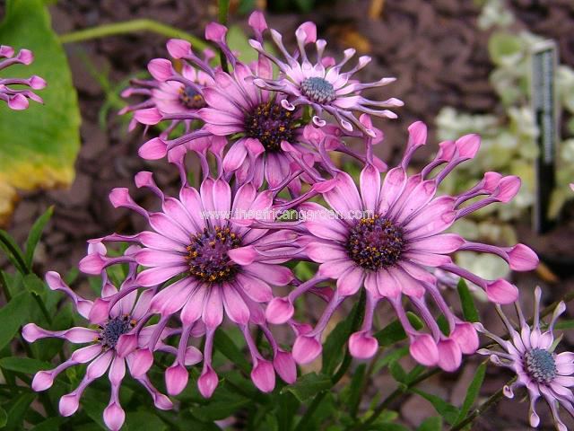 Osteospermum hybrids Star of the Veldt Perennial Images
