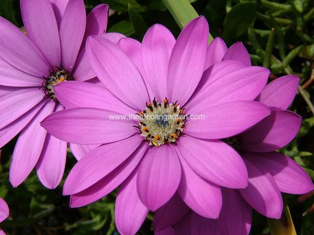 Osteospermum jucundum synonym Dimorphotheca jucunda Star of the Veldt Perennial Images
