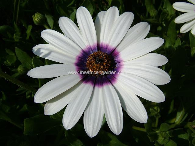 Osteospermum sinuata Annual Star of the Veldt Perennial Images