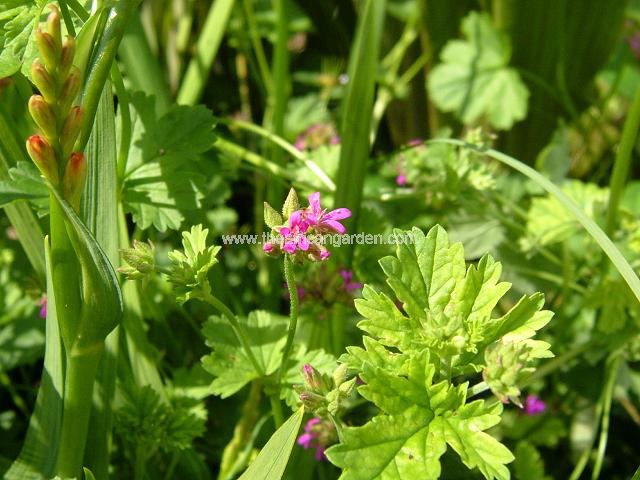 Pelargonium grossularioides Gooseberry leaved Pelargonium Perennial Images