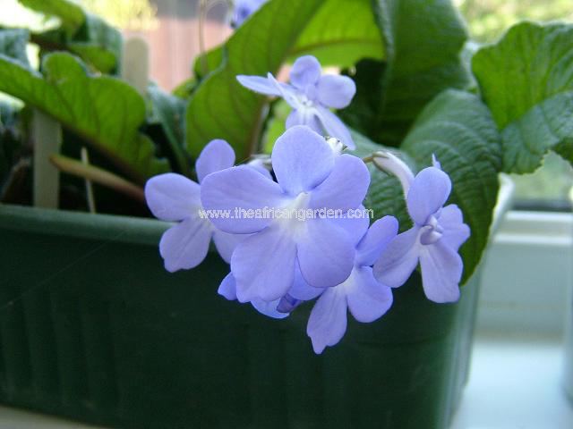 Streptocarpus species and hybrids Cape Primrose Perennial Images