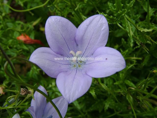 Wahlenbergia species from Sentinel Peak South Africa Giant Bell Flower Perennial Images