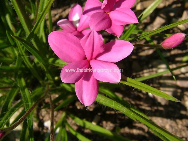 Rhodohypoxis baurii Rhodohypoxis Images