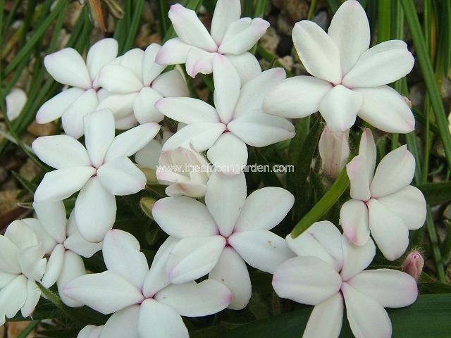 Rhodohypoxis baurii alba white form Rhodohypoxis Images