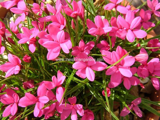 Rhodohypoxis deflexa Rhodohypoxis Images