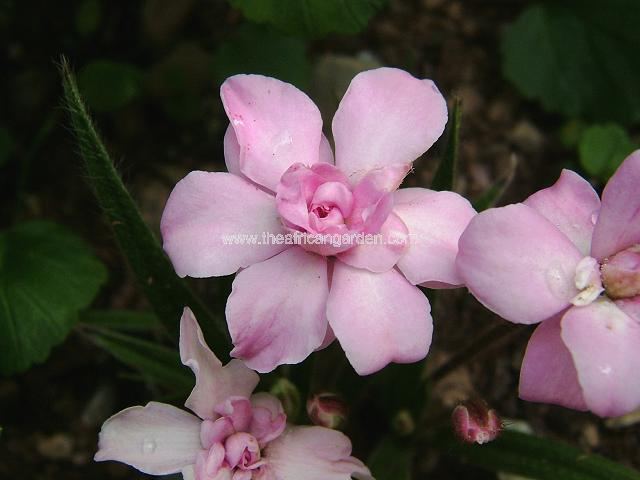 Rhodohypoxis lily jean double form Rhodohypoxis Images