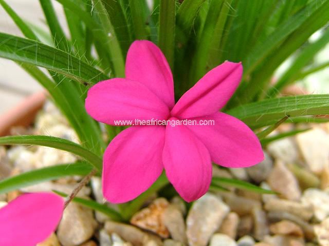 Rhodohypoxis milloides Giant Rhodohypoxis Images